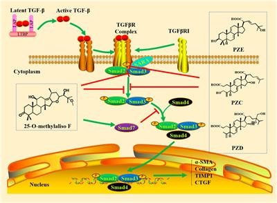 TGF-β/Smad Signaling Pathway in Tubulointerstitial Fibrosis